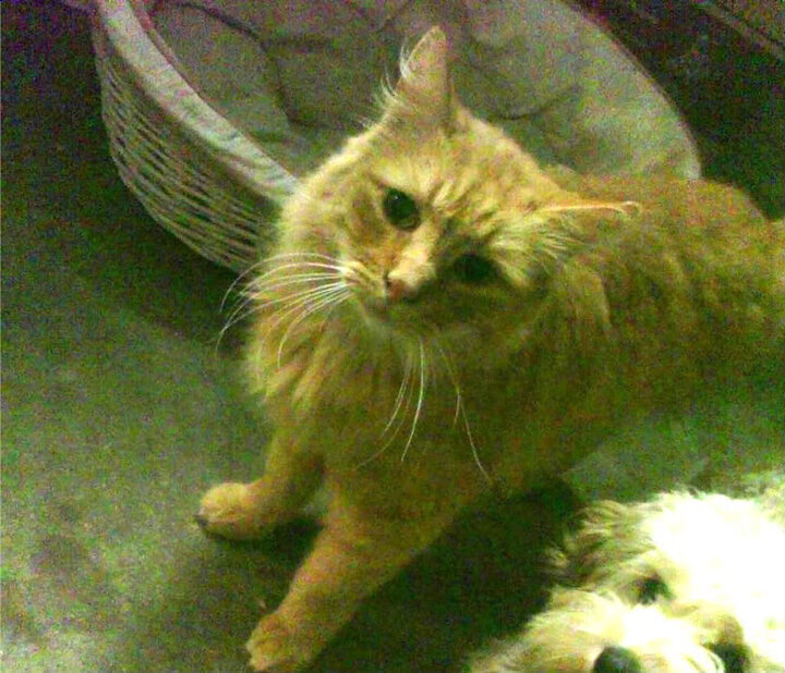 《CS_GO线上总决赛,实力派战队争夺冠军席位》,csgo线下比赛