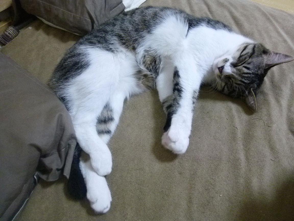 开云官方网站-女子短跑接力再破亚洲纪录，刷新奥运希望，2021女子短跑