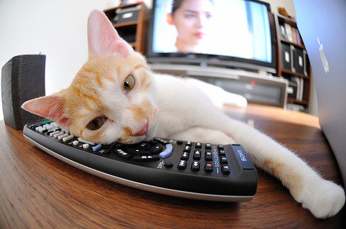 托特纳姆热刺官宣新援，望冲击欧冠席位，托特纳姆热刺主力